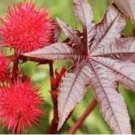 Castor Bean 100 PCS Seeds