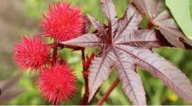 Castor Bean 100 PCS Seeds