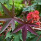 Castor Bean Seeds Red Green Pink MOLE Repellent 100 PCS Seeds Castor Bean Seeds Red Green Pink MOLE Repellent 100 PCS Seeds