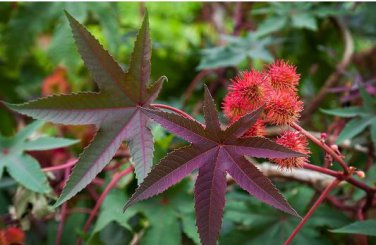 Castor Bean Seeds Red Green Pink MOLE Repellent 100 PCS Seeds