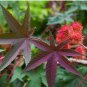 Castor Bean Seeds Red Green Pink MOLE Repellent 100 PCS Seeds