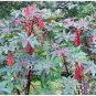 Castor Bean Seeds Red Green Pink MOLE Repellent 100 PCS Seeds
