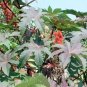 Castor Bean Seeds Red Green Pink MOLE Repellent 100 PCS Seeds