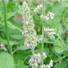 Cat Mint Aromaticpotted Plants Catnip Flores Heirloom Spearmint Bonsai Plant 200 PCS Seeds