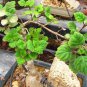 Cat Mint Aromaticpotted Plants Catnip Flores Heirloom Spearmint Bonsai Plant 200 PCS Seeds