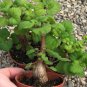 Cat Mint Aromaticpotted Plants Catnip Flores Heirloom Spearmint Bonsai Plant 200 PCS Seeds