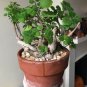 Cat Mint Aromaticpotted Plants Catnip Flores Heirloom Spearmint Bonsai Plant 200 PCS Seeds