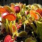 Catchfly Potted Plant Garden Venus Fly Trap Insectivorous Plant 100 pcs Seeds