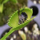 Catchfly Potted Plant Seeds Garden Venus Fly Trap Insectivorous Plant 100 PCS Seeds Catchfly Potted Plant Seeds Garden Venus Fly Trap Insectivorous Plant 100 PCS Seeds