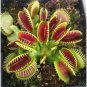 Catchfly Potted Plant Seeds Garden Venus Fly Trap Insectivorous Plant 100 PCS Seeds