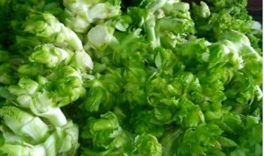Catechu Spores mustard Vegetables 1000 PCS Seeds