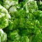 Catechu Spores mustard Vegetables 1000 PCS Seeds