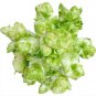Catechu Spores mustard Vegetables 1000 PCS Seeds