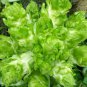 Catechu Spores mustard Vegetables 1000 PCS Seeds