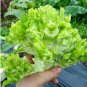 Catechu Spores mustard Vegetables 1000 PCS Seeds