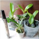 Cattleya Hibrida Bonsai Orchids 100 PCS Seeds Cattleya Hibrida Bonsai Orchids 100 PCS Seeds