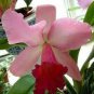 Cattleya Hibrida Bonsai Orchids 100 PCS Seeds