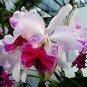 Cattleya Hibrida Bonsai Orchids 100 PCS Seeds