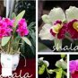 Cattleya Hibrida Bonsai Orchids 100 PCS Seeds