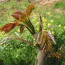 Cedrela Sinensis Chinese Toon Organic Vegetable 50 PCS Seeds