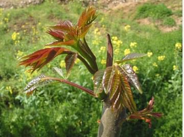 Cedrela Sinensis Chinese Toon Organic Vegetable 50 PCS Seeds