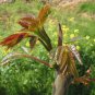 Cedrela Sinensis Chinese Toon Organic Vegetable 50 PCS Seeds