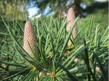 Cedrus deodara 10 PCS Seeds