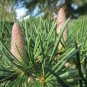 Cedrus deodara 10 PCS Seeds