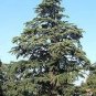 Cedrus deodara 10 PCS Seeds
