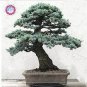 Cedrus deodara 10 PCS Seeds