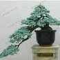 Cedrus deodara 10 PCS Seeds