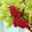 Celosia Argentea Red Plumed Cockscomb Annual Bonsai Flower 50 PCS Seeds Celosia Argentea Red Plumed Cockscomb Annual Bonsai Flower 50 PCS Seeds