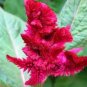 Celosia Argentea Red Plumed Cockscomb Annual Bonsai Flower 50 PCS Seeds