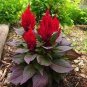 Celosia Argentea Red Plumed Cockscomb Annual Bonsai Flower 50 PCS Seeds