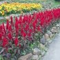 Celosia Argentea Red Plumed Cockscomb Annual Bonsai Flower 50 PCS Seeds