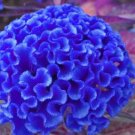 Celosia Cristata 200 PCS Seeds Celosia Cristata 200 PCS Seeds