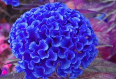 Celosia Cristata 200 PCS Seeds