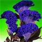 Celosia Cristata 200 PCS Seeds