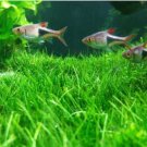 Ceratophyllum Seeds Aquarium Grass Ornamental  500 PCS Seeds
