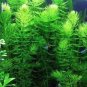Ceratophyllum Seeds Aquarium Grass Ornamental 500 PCS Seeds