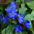 Ceratostigma Plumbaginoides Bonsai 100 PCS Seeds