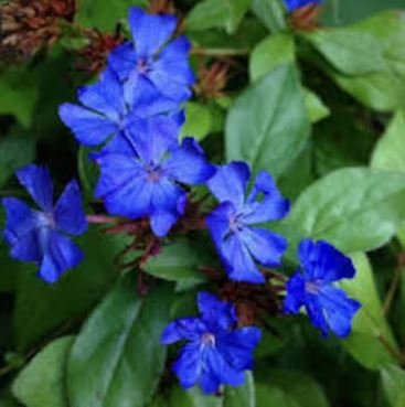 Ceratostigma Plumbaginoides Bonsai 100 PCS Seeds