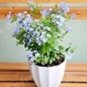 Ceratostigma Plumbaginoides Bonsai 100 PCS Seeds