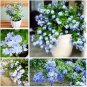 Ceratostigma Plumbaginoides Bonsai 100 PCS Seeds