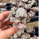 Ceropegia Seeds Succulent Hanging Bonsai Plants 100 PCS Seeds Ceropegia Seeds Succulent Hanging Bonsai Plants 100 PCS Seeds