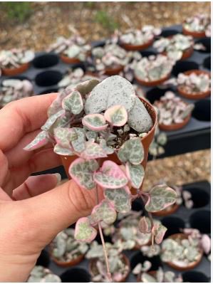Ceropegia Seeds Succulent Hanging Bonsai Plants 100 PCS Seeds