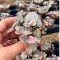 Ceropegia Seeds Succulent Hanging Bonsai Plants 100 PCS Seeds
