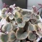 Ceropegia Seeds Succulent Hanging Bonsai Plants 100 PCS Seeds