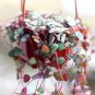 Ceropegia Seeds Succulent Hanging Bonsai Plants 100 PCS Seeds