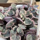 Ceropegia Woodii 100 PCS Seeds